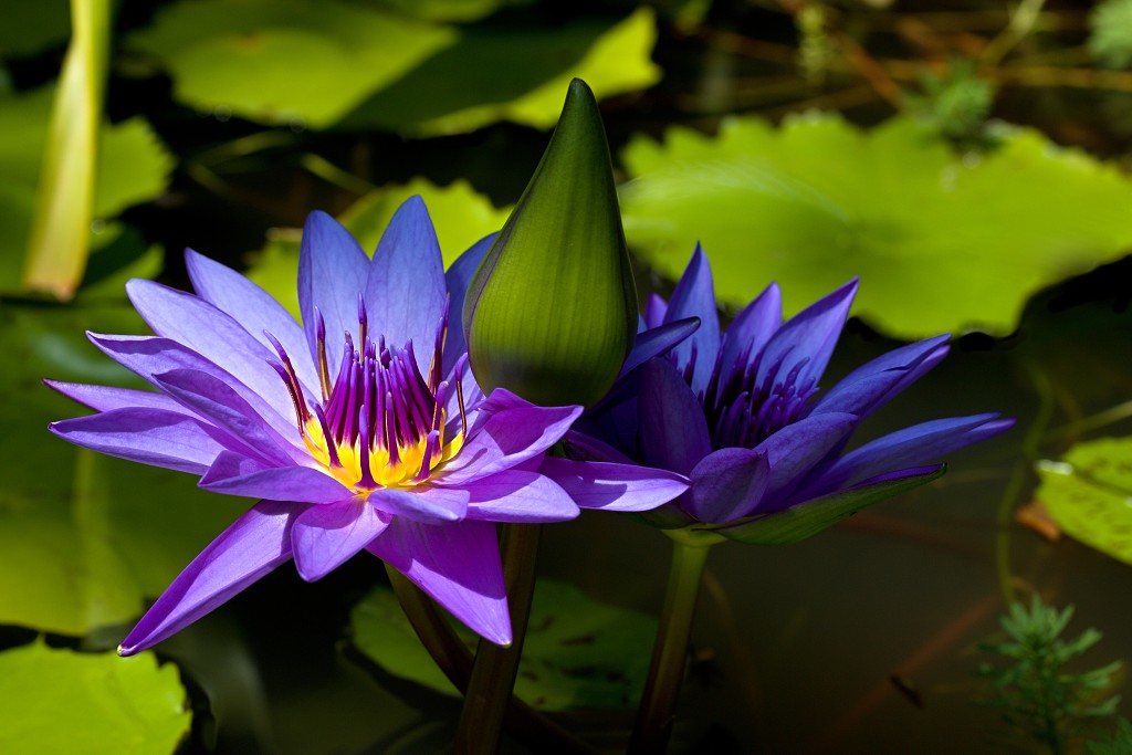 bloemen bloem hdr natuur flora roos rozen tulp tulpen orchidee orchideeen zonnebloem geranium cannabis marihuana wiet hennep sativa indica